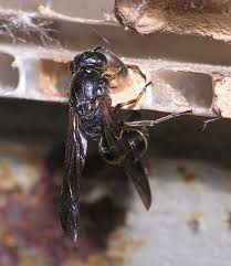 Attēlu rezultāti vaicājumam “Symmorphus sp.”
