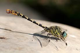 Attēlu rezultāti vaicājumam “Onychogomphus forcipatus”