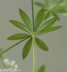 Attēlu rezultāti vaicājumam “Galium rivale”