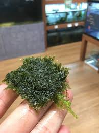 Attēlu rezultāti vaicājumam “Fissidens”