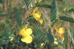 <b>Chamaecrista</b> fasciculata