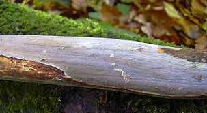 Attēlu rezultāti vaicājumam “Vuilleminia comedens”