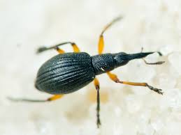 Attēlu rezultāti vaicājumam “Protapion sp.”