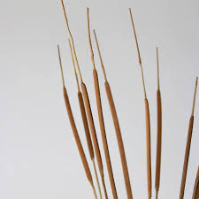 Image result for Rohrkolben