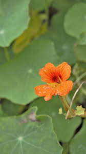 Attēlu rezultāti vaicājumam “Tropaeolum majus bud”