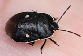 Attēlu rezultāti vaicājumam “Adomerus biguttatus”