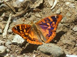 Attēlu rezultāti vaicājumam “Apatura ilia male”