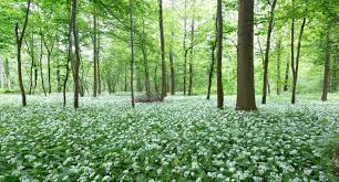 Image result for Bärlauch