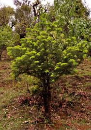 Attēlu rezultāti vaicājumam “Taxus wallichiana”