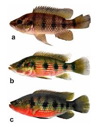 Image result for Huso fulvescens