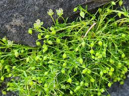 Attēlu rezultāti vaicājumam “Sagina procumbens leaf”