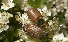 Attēlu rezultāti vaicājumam “Melolontha melolontha”