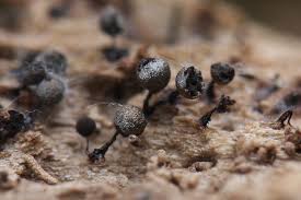 Attēlu rezultāti vaicājumam “Comatricha meandrispora macro”