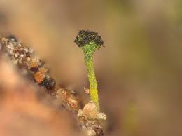 Attēlu rezultāti vaicājumam “Chaenotheca chlorella”