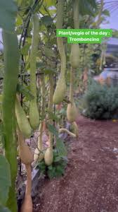 Image result for tromboncino