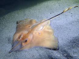 Image result for Rostroraja alba