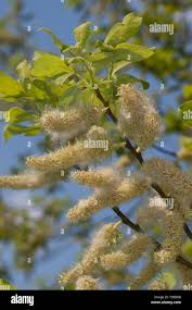Attēlu rezultāti vaicājumam “Salix caprea fruit”