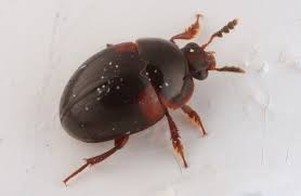 Attēlu rezultāti vaicājumam “Anisotoma humeralis”