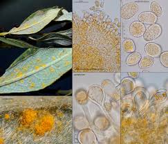 Attēlu rezultāti vaicājumam “Melampsora epitea”