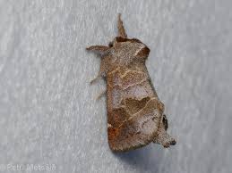 Attēlu rezultāti vaicājumam “Clostera pigra”