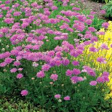 Image result for Scabiosa columbaria