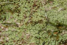 Attēlu rezultāti vaicājumam “Chaenotheca brunneola”