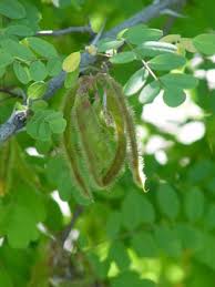 Attēlu rezultāti vaicājumam “Robinia neomexicana fruit”