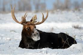 Attēlu rezultāti vaicājumam “Alces alces”