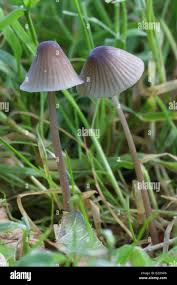 Attēlu rezultāti vaicājumam “Mycena filopes”