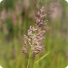 Attēlu rezultāti vaicājumam “Agrostis capillaris”