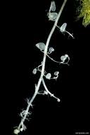 Attēlu rezultāti vaicājumam “Utricularia intermedia bud”