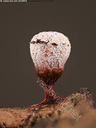 Attēlu rezultāti vaicājumam “Craterium leucocephalum”