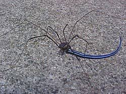 Attēlu rezultāti vaicājumam “Opiliones”