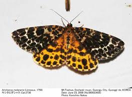 Attēlu rezultāti vaicājumam “Arichanna melanaria”