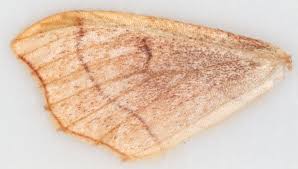 Attēlu rezultāti vaicājumam “Idaea emarginata”