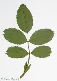 Attēlu rezultāti vaicājumam “Rosa subcanina”