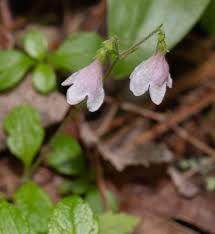 Attēlu rezultāti vaicājumam “Linnaea borealis leaf”