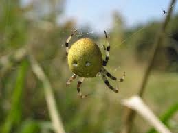Attēlu rezultāti vaicājumam “Araneus quadratus”