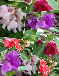 Image result for Impatiens balsamina