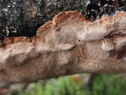Attēlu rezultāti vaicājumam “Phellinus laevigatus”