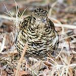 Image result for Zoothera dauma