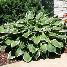 Image result for Hosta fortunei albomarginata