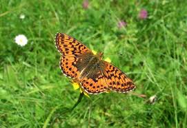 Attēlu rezultāti vaicājumam “Boloria aquilonaris upperside”