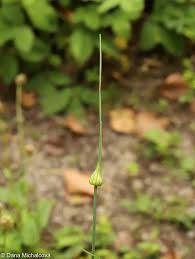 Attēlu rezultāti vaicājumam “Allium oleraceum bud”