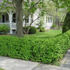 Attēlu rezultāti vaicājumam “Ribes alpinum leaf”