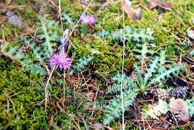 Attēlu rezultāti vaicājumam “Cirsium acaule fruit”