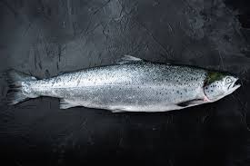 Image result for Salmo zrmanjaensis