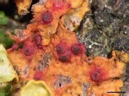 Attēlu rezultāti vaicājumam “Cliostomum corrugatum”