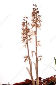 Attēlu rezultāti vaicājumam “Neottia nidus-avis fruit”