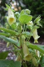 Attēlu rezultāti vaicājumam “Phleogena faginea sessile”